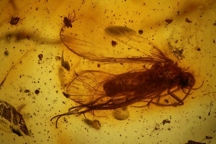 Fossil Fly (Diptera) In Baltic Amber #139074